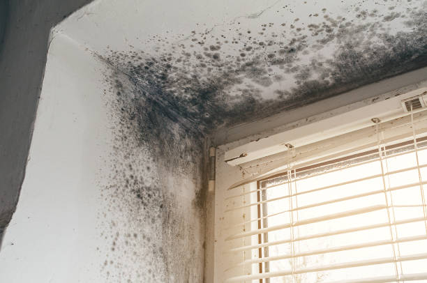 Affordable Mold Cleanup solutions in Germantown, IL